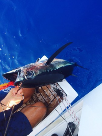 Tuna 10 kg, hooked in the Cyclades, Greece July 2014 when sailing in 9 knots